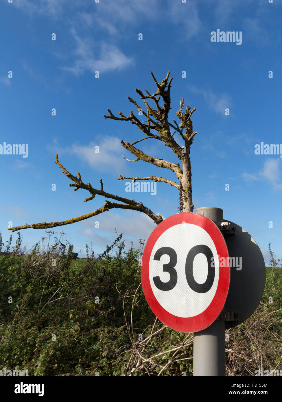 Thirty miles per hour circular road sign on a short pole behind a dead tree against a blue sky Stock Photo