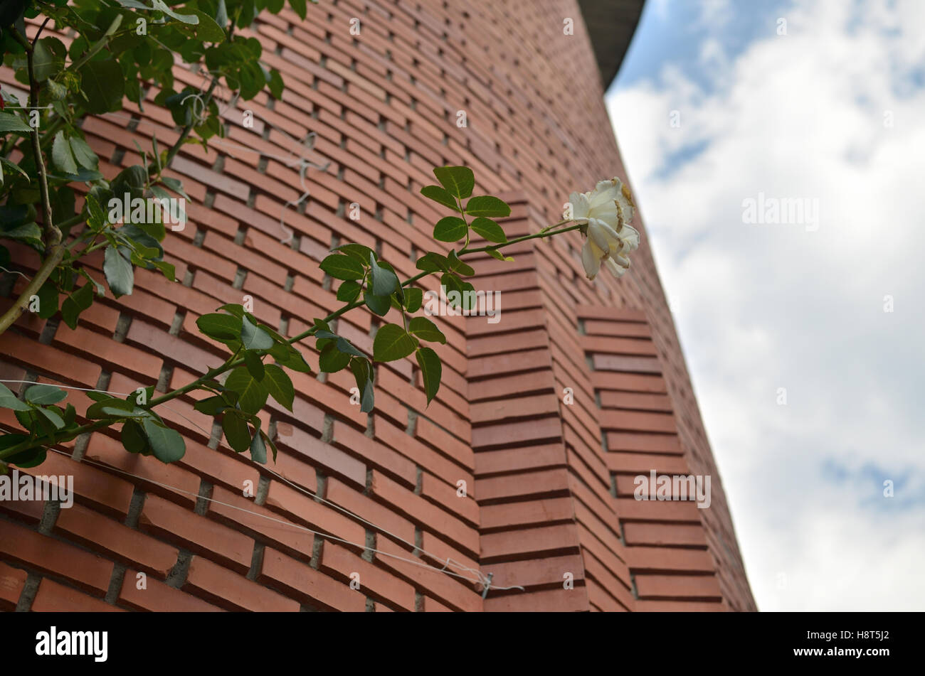 White roses growing along a red high brick wall Stock Photo Alamy