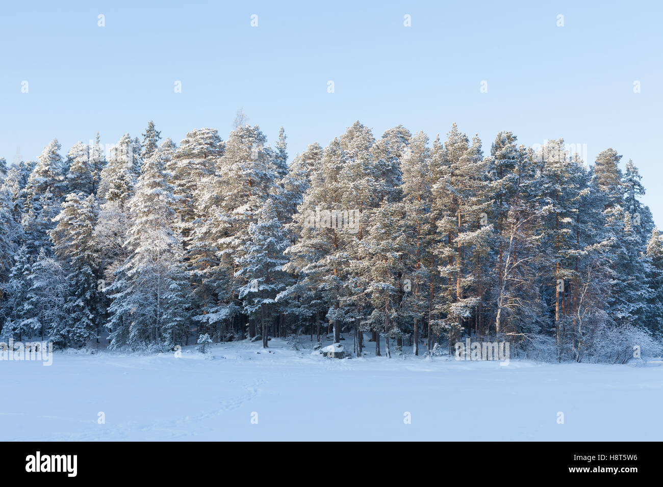 Frozen lake and snow covered forest Stock Photo - Alamy