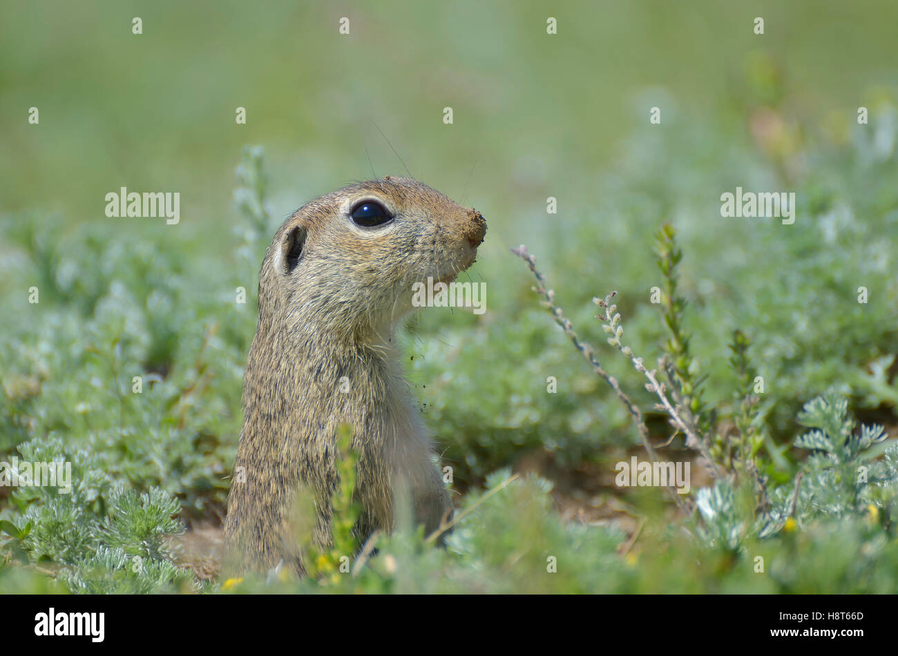 Cute European ground squirrel (Spermophilus citellus, Ziesel) sitting ...