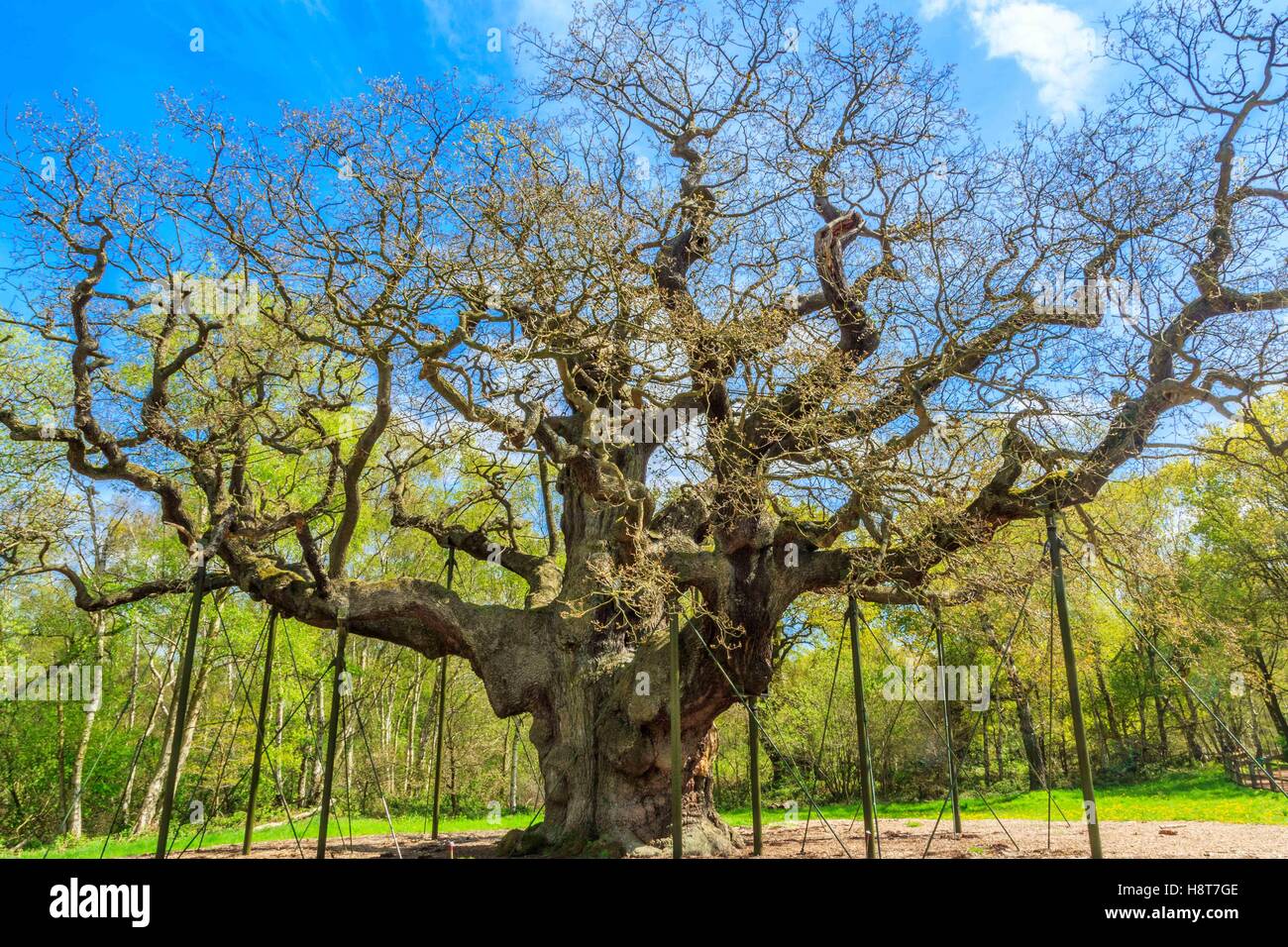 The Great Oak in Sherwood Forest home to Robin Hood and his merry men. Stock Photo