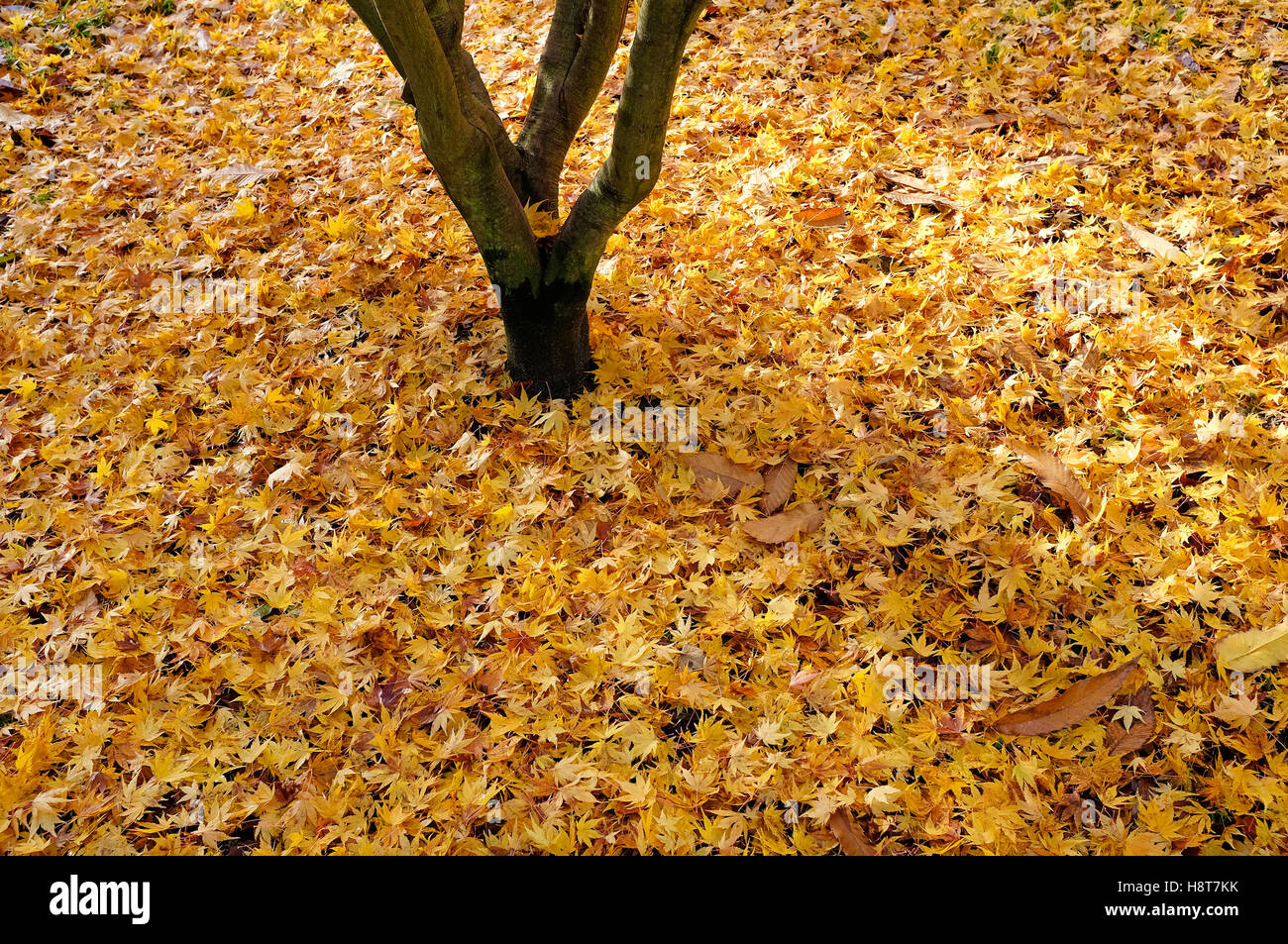 japanese acer autumnal yellow leaves in autumn, north norfolk, england Stock Photo