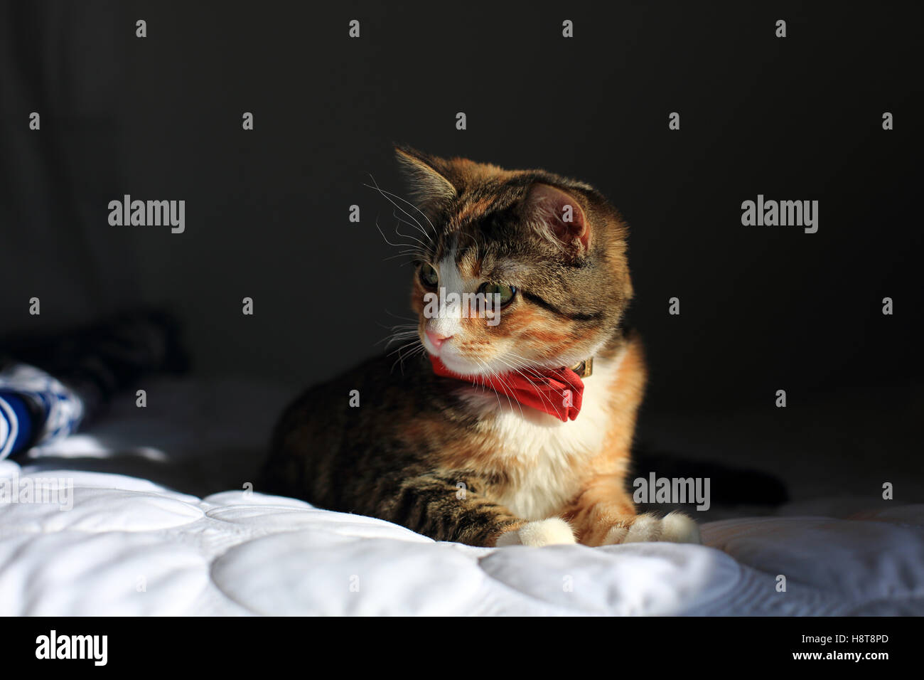 A orange, black and white speckled housecat wearing a bowtie rests on a bed in dramatic light. Stock Photo