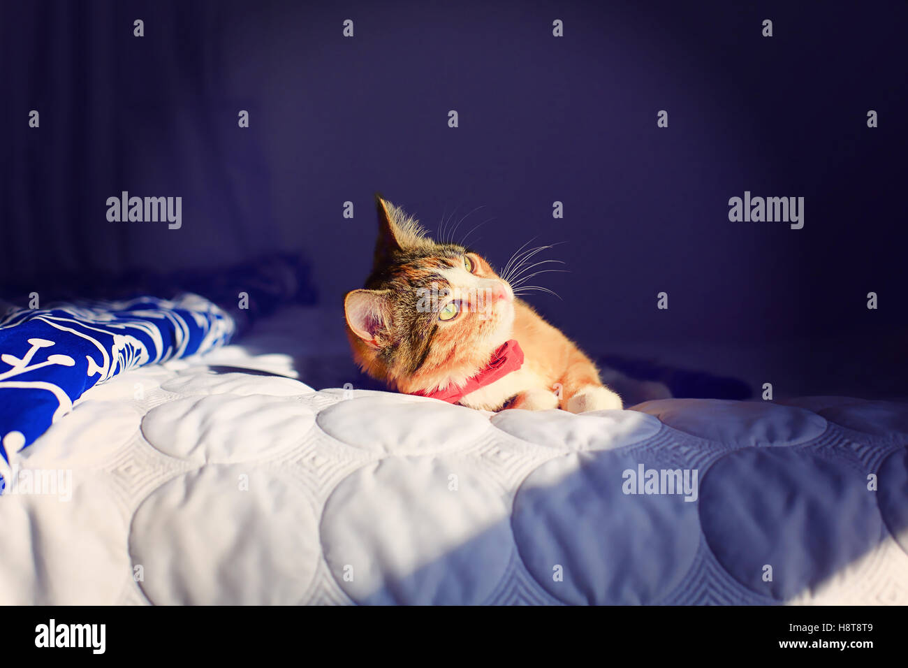 A orange, black and white speckled housecat wearing a red bowtie rests on a bed in dramatic light. Stock Photo