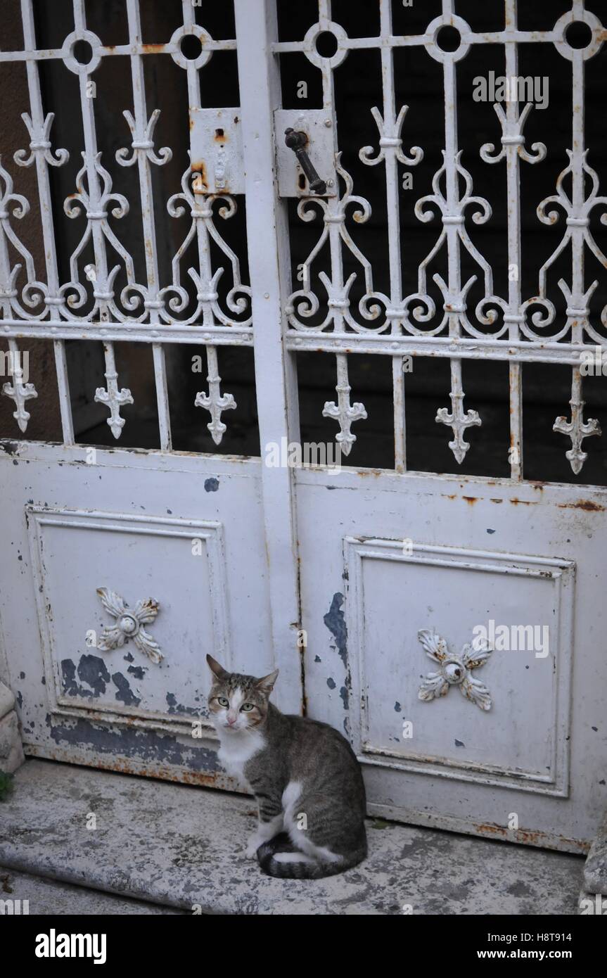 Cat sitting down in doorway Stock Photo Alamy