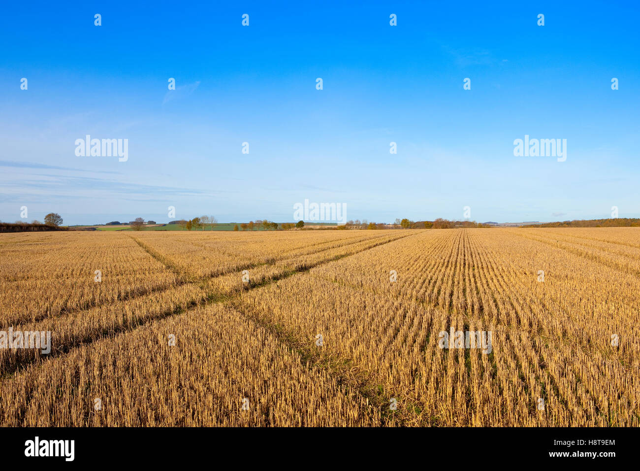 Patterns, lines and textures of autumn stubble fields on the Yorkshire wolds. Stock Photo