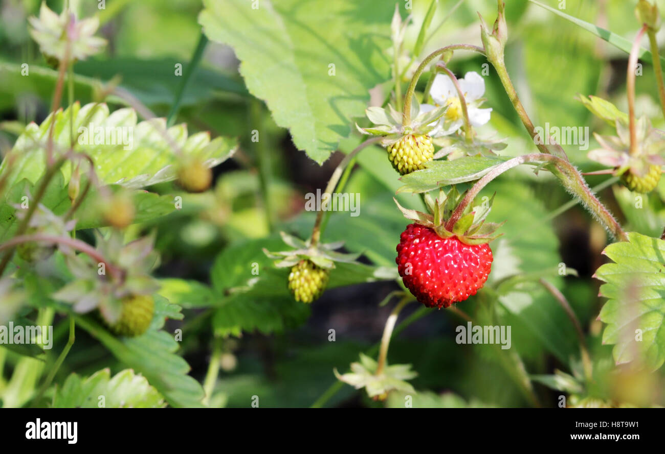 Closeup of a wild strawberry - macro photo Stock Photo