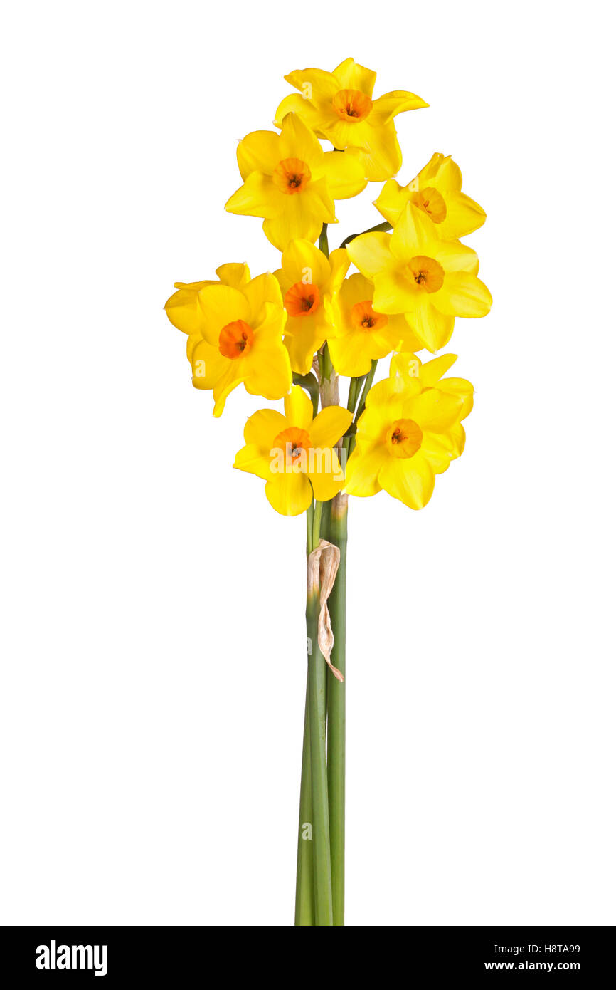 Three stems with multiple flowers of the yellow and orange tazetta daffodil cultivar Falconet isolated on a white background Stock Photo