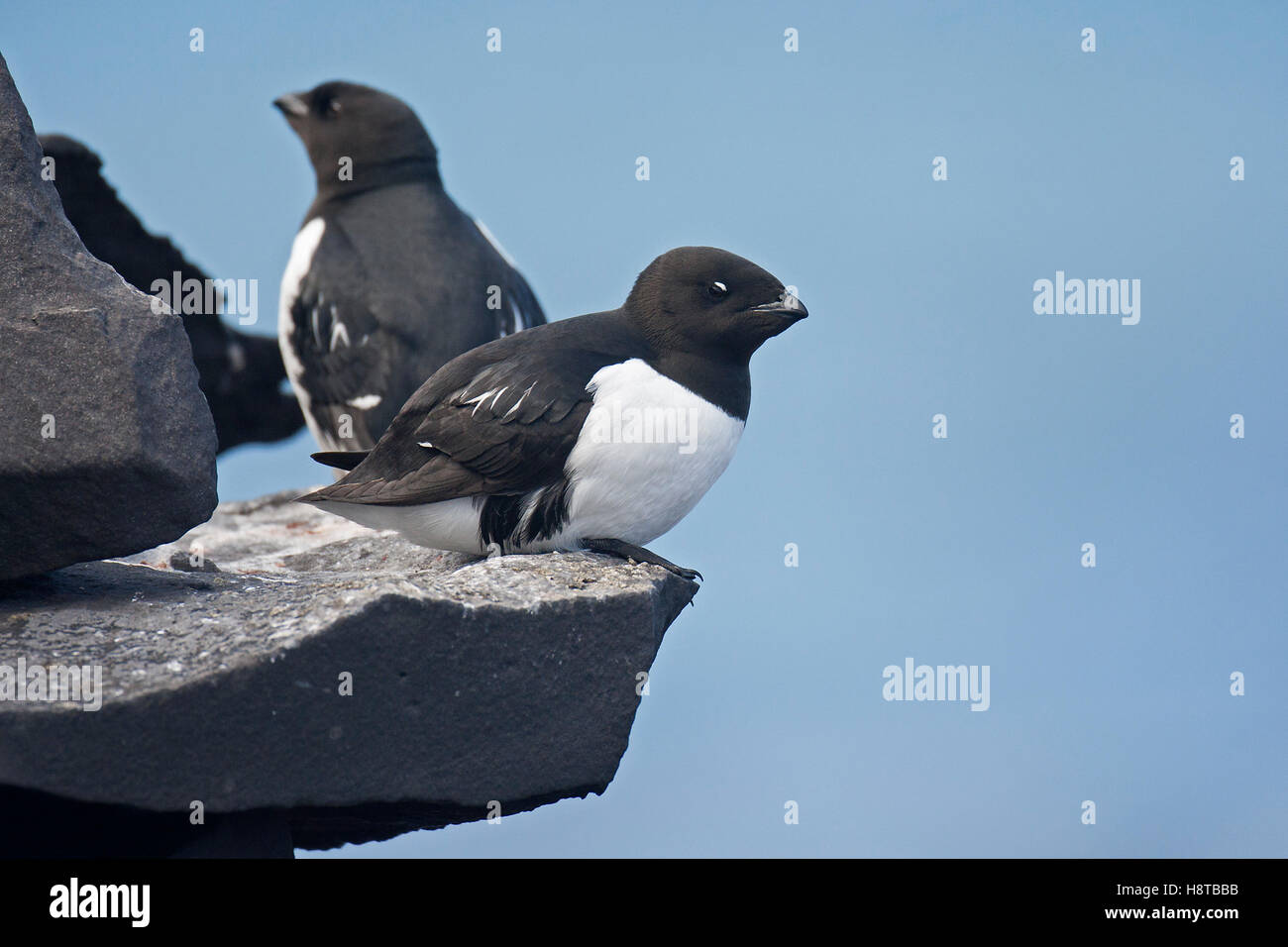 Little auks (Alle alle) on rock ledge in seabird colony Stock Photo