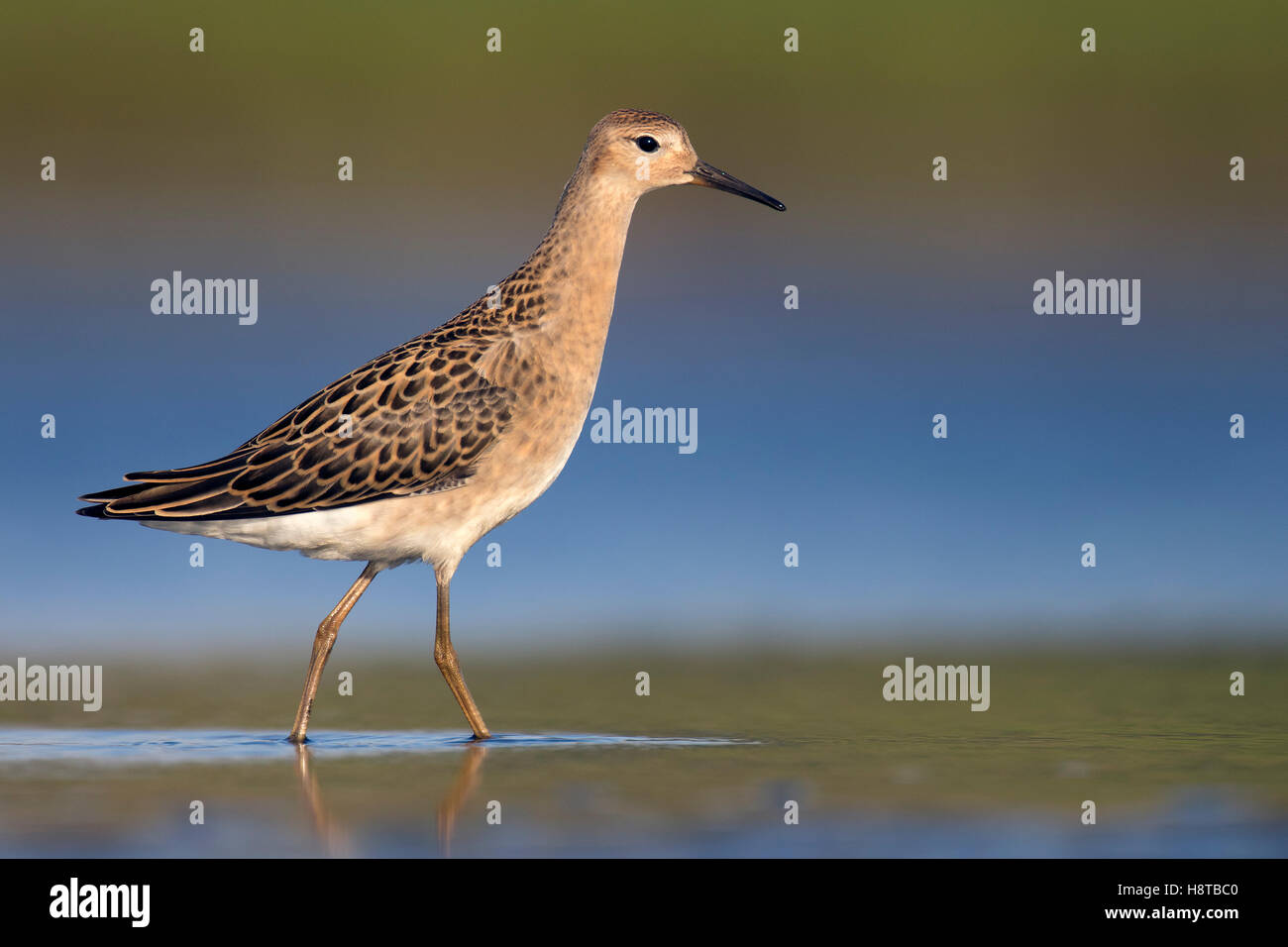 Ruff (Philomachus pugnax) juvenile foraging in shallow water of pond in summer Stock Photo