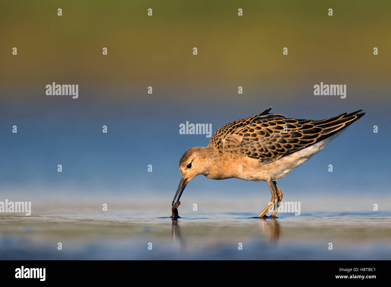 Ruff (Philomachus pugnax) juvenile feeding in shallow water of pond in summer Stock Photo