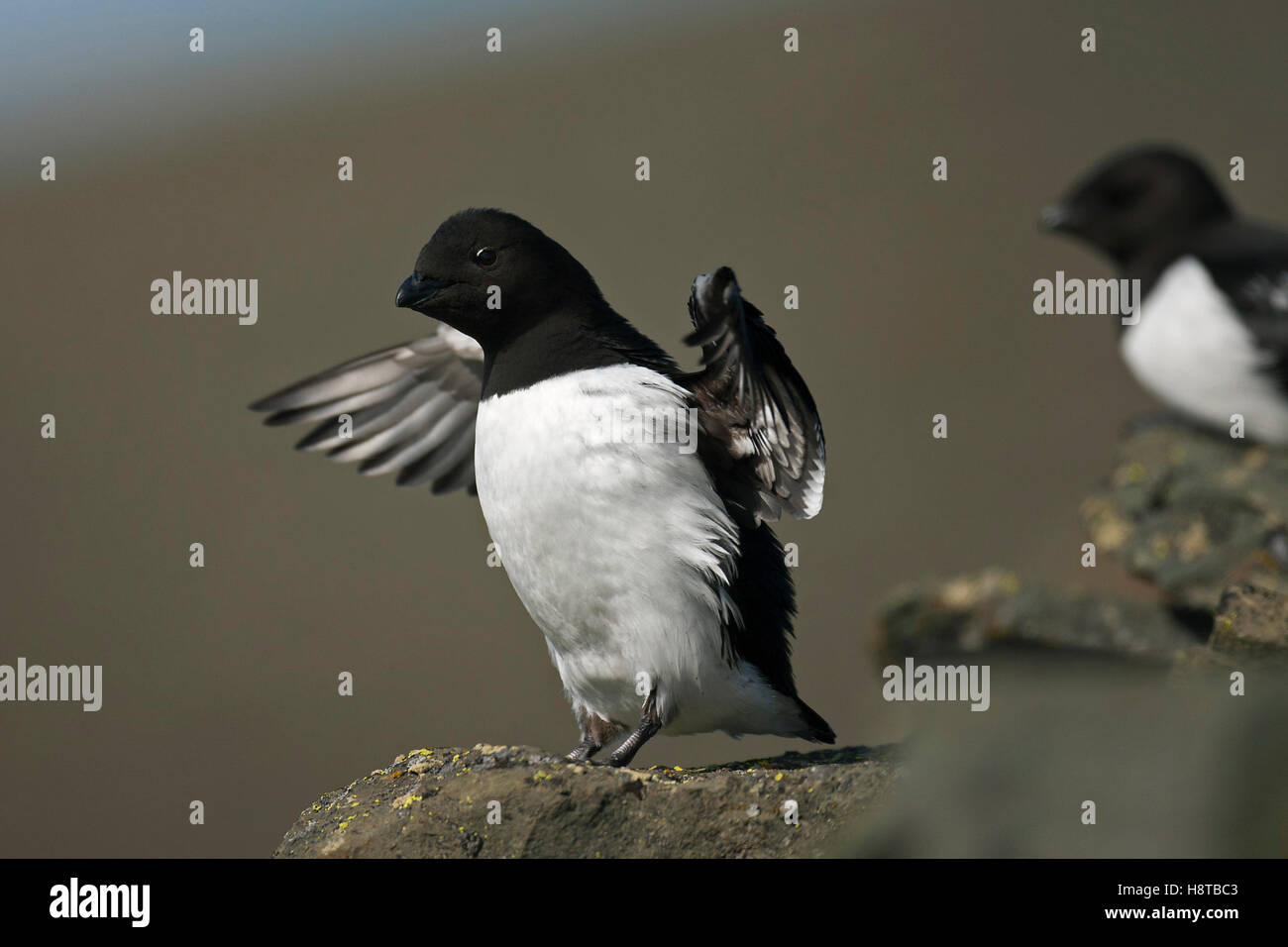 Little auk (Alle alle) streching wings on rock ledge in seabird colony Stock Photo