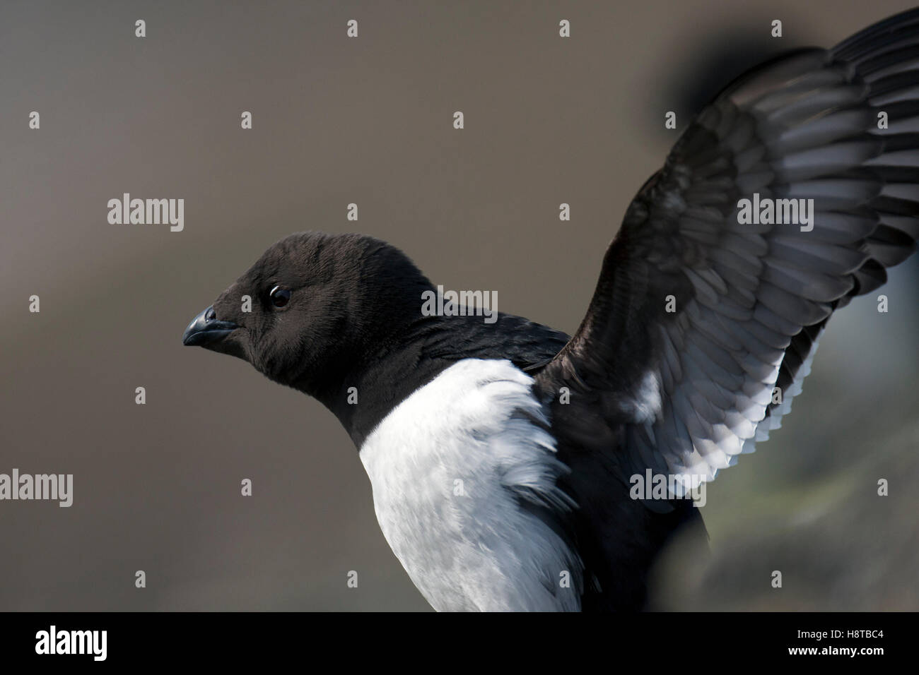 Close up of little auk (Alle alle) streching wings on rock ledge in seabird colony Stock Photo