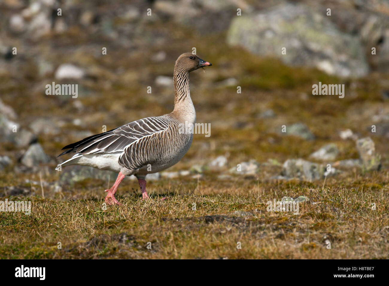 Pink-footed goose (Anser brachyrhynchus) male on the tundra, Svalbard / Spitsbergen Stock Photo