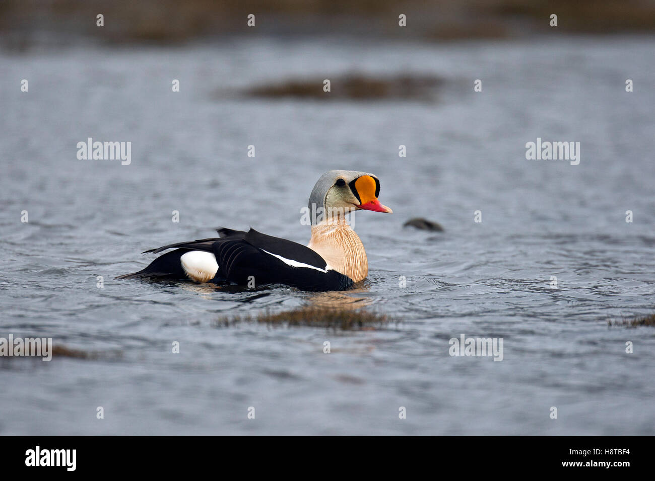 King eider (Somateria spectabilis) male swimming in pond on tundra