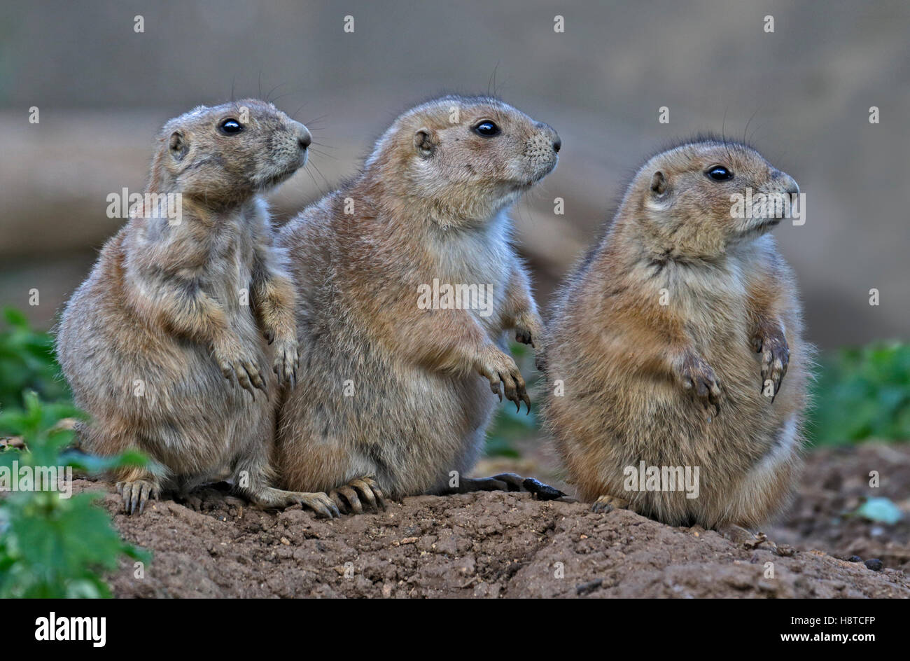Group of Black-Tailed Prairie Dogs (cynomys ludovicianus Stock Photo ...