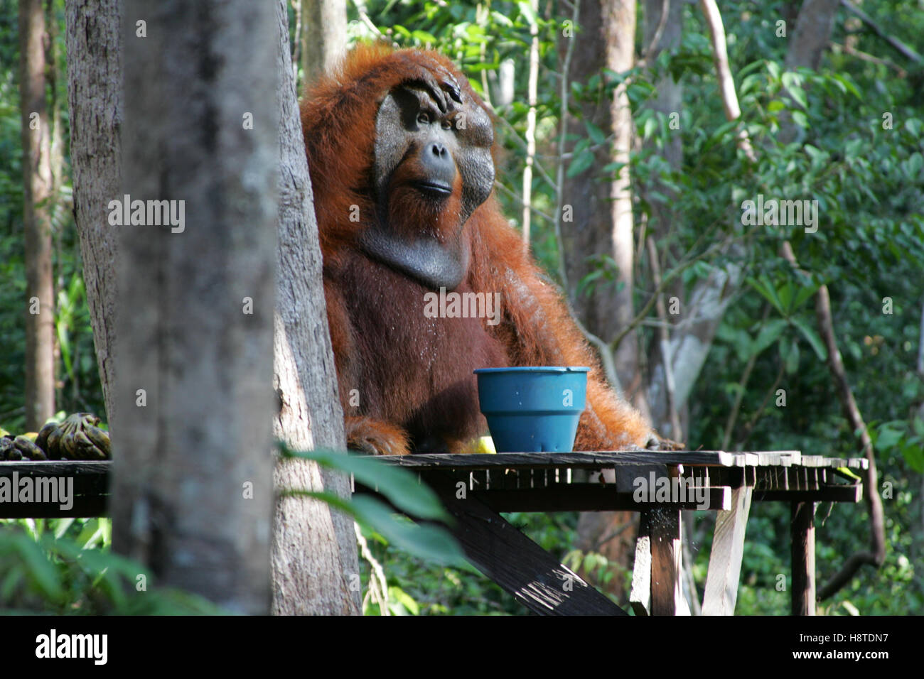 An orangutan sits on the feeding table at Tanjung Puting Orangutan Rehabilitation Center in Kalimantan, Indonesia Stock Photo