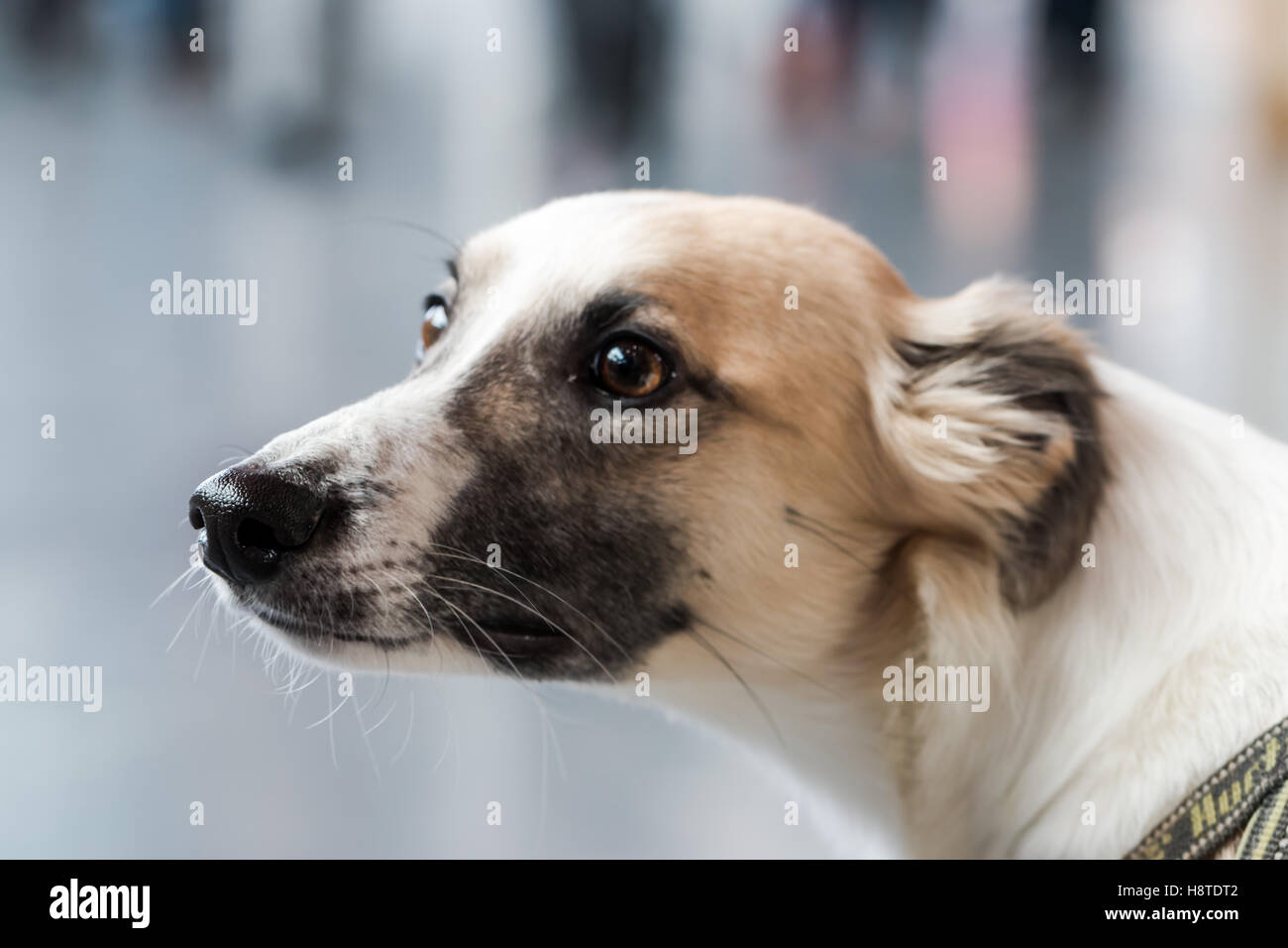 Closeup of a greyhound Stock Photo