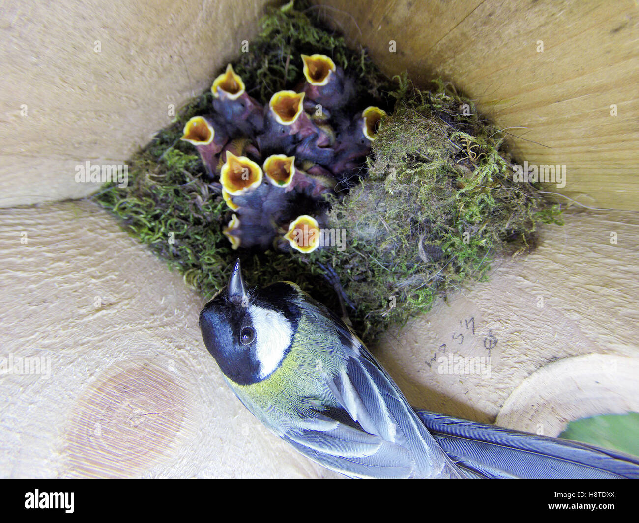 Parus major. The nest of the Great Tit in nature. Russia. Russia, the ...