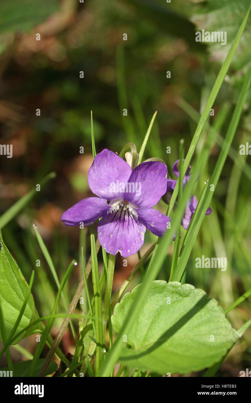 Dog violet (Viola riviniana) flower in woodland Stock Photo
