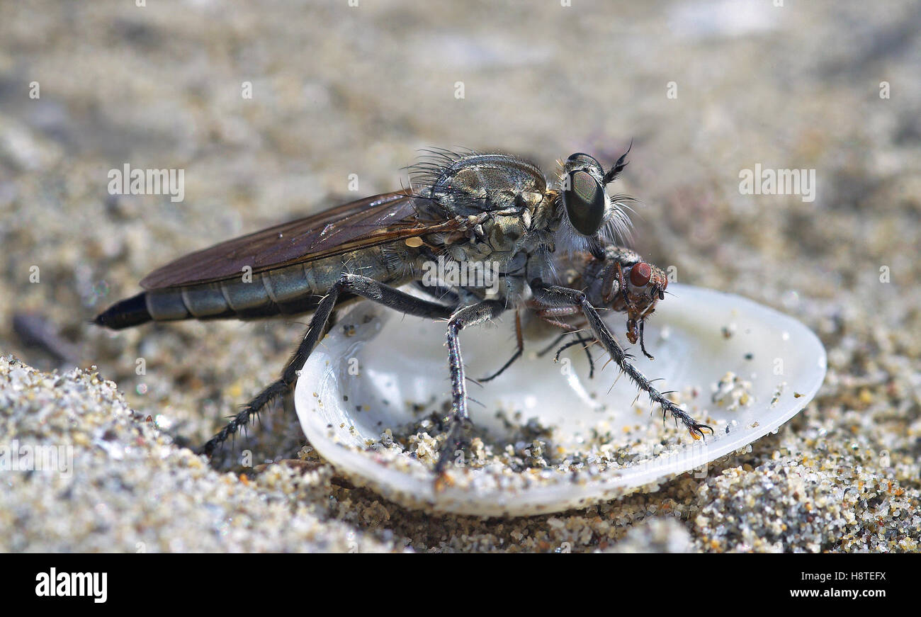 Robber fly Philonicus albiceps with his prey Stock Photo