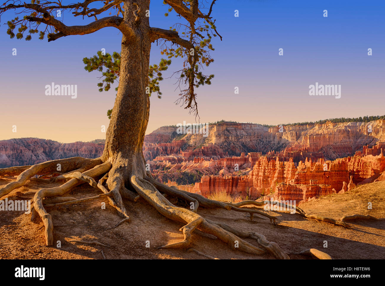Pine tree gets a grip on the canyon edge. Bryce Canyon National Park, Utah, USA Stock Photo
