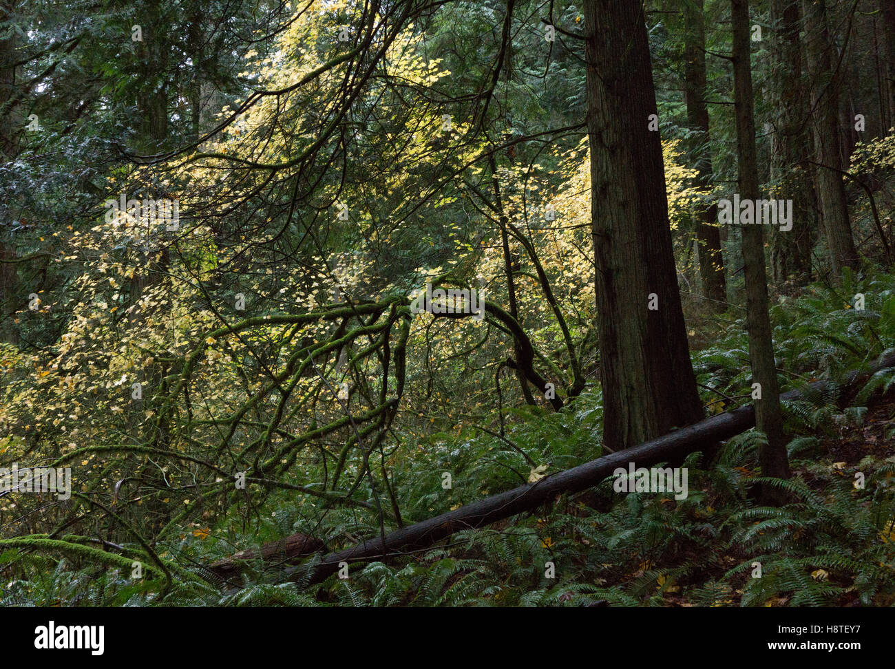 Us northwest hi-res stock photography and images - Alamy