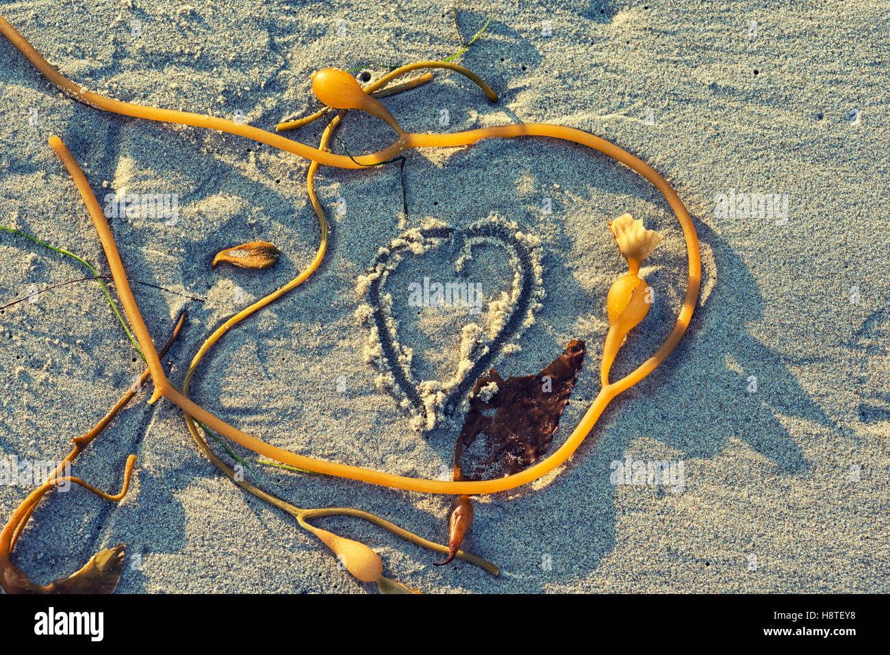 A heart shape carved in sand surrounded in kelp. Stock Photo