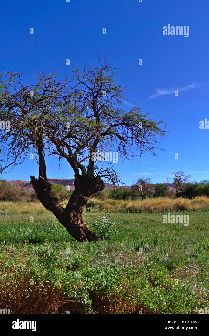 Tree in a fertile desert ground Stock Photo Alamy