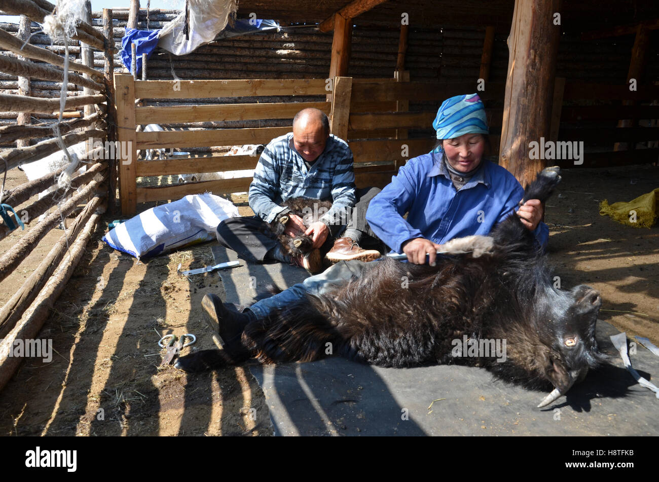 Cashmere goat comb hires stock photography and images Alamy