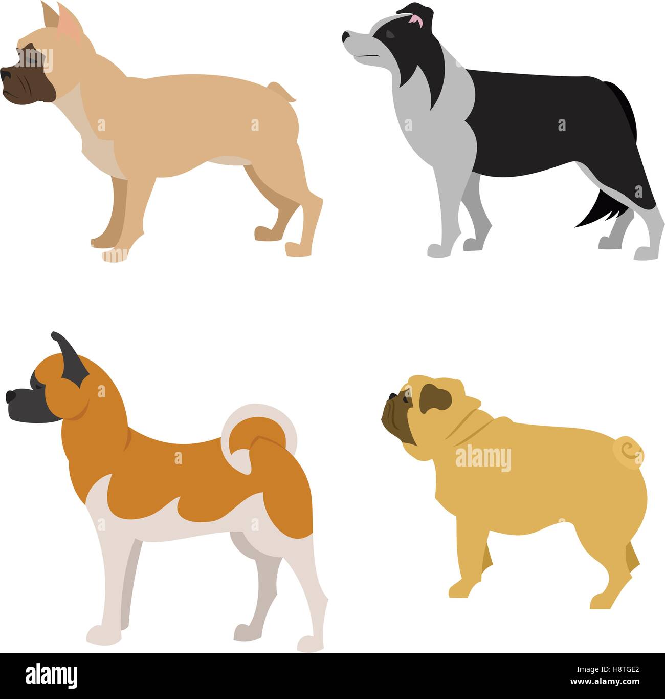 Collection of purebred dogs akita bulldog and collie, vector illustration Stock Vector