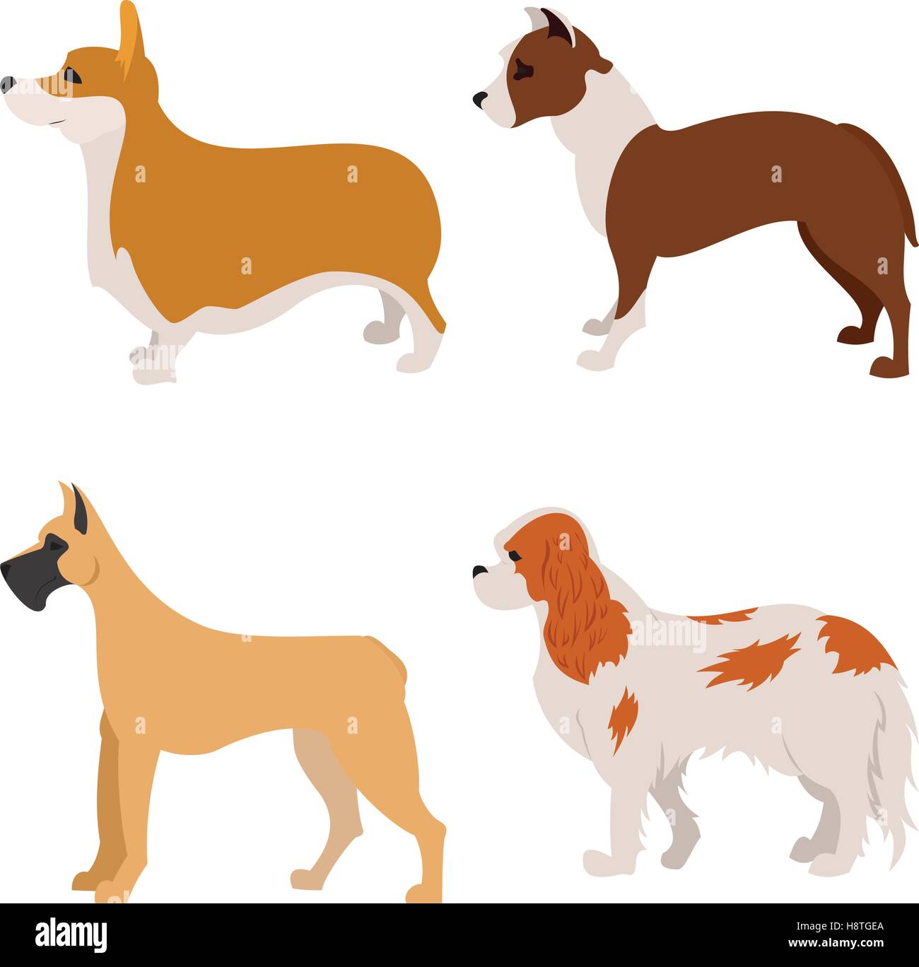 Collection of purebred dogs spaniel and terrier, animal doggy, vector illustration Stock Vector