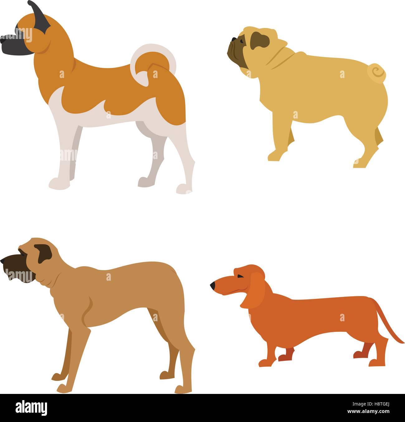 Set of purebred dogs isolated on white background. Mastiff pet and dog animal. Vector illustration Stock Vector