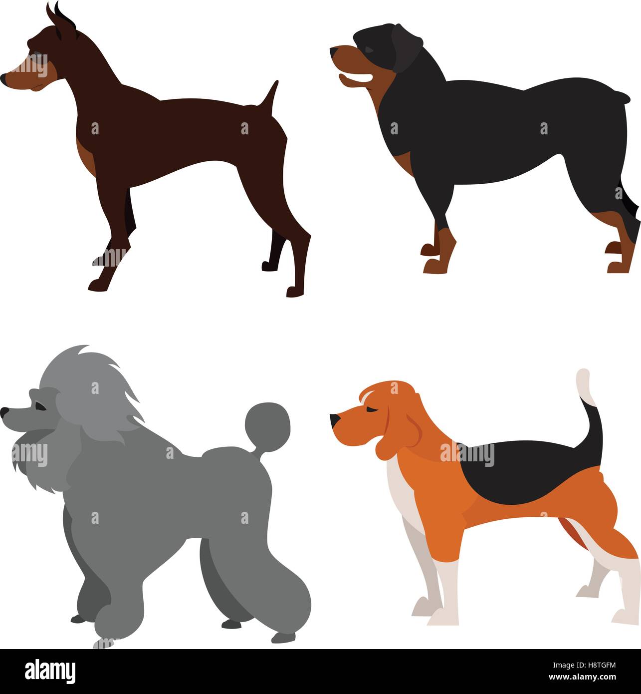 Set of purebred dogs doberman and rottweiler, muzzle of hound. Vector illustration Stock Vector