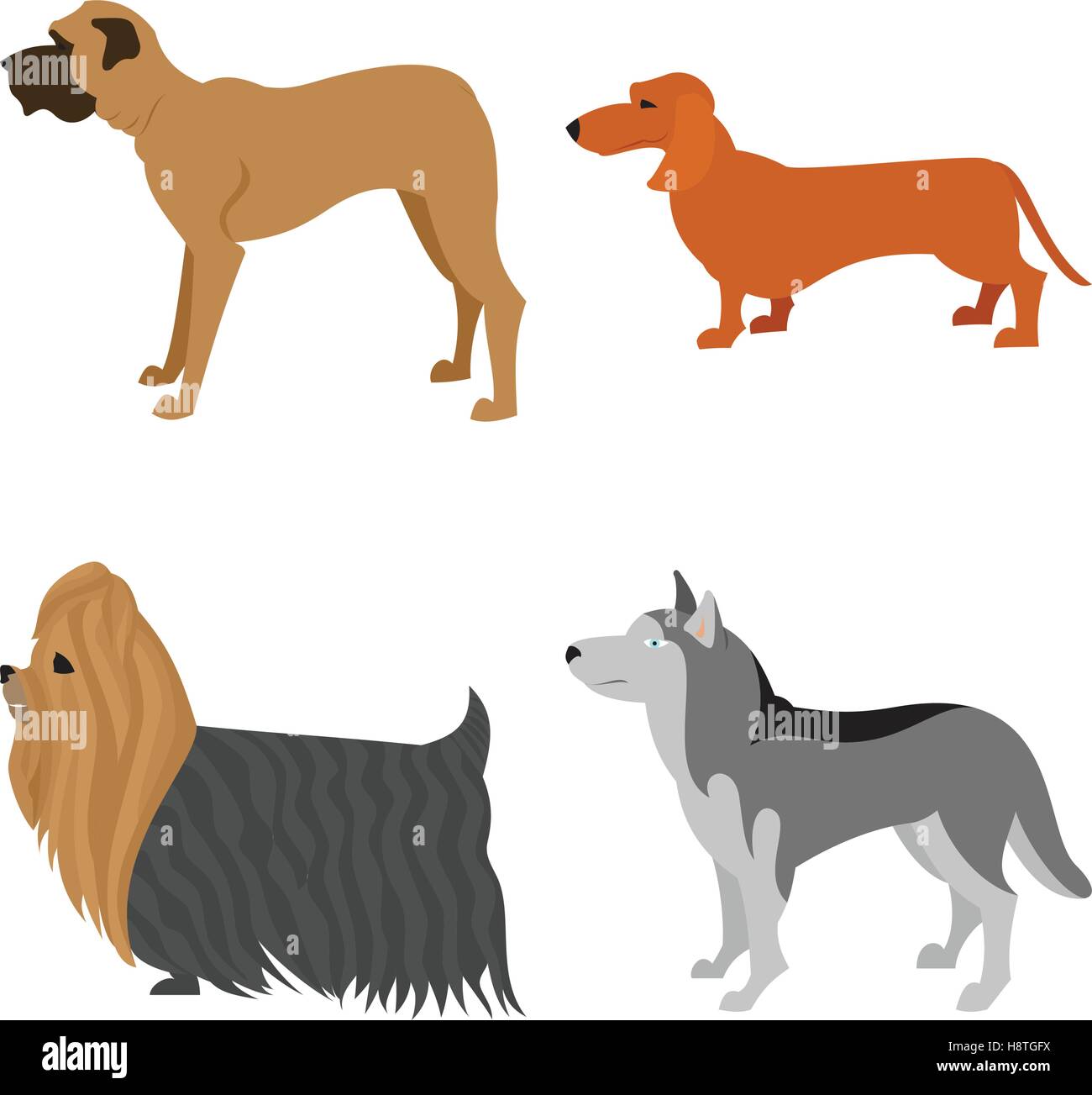 Dogs flat set. Husky and mastiff, terrier yorkshire and dachshund, vector illustration Stock Vector