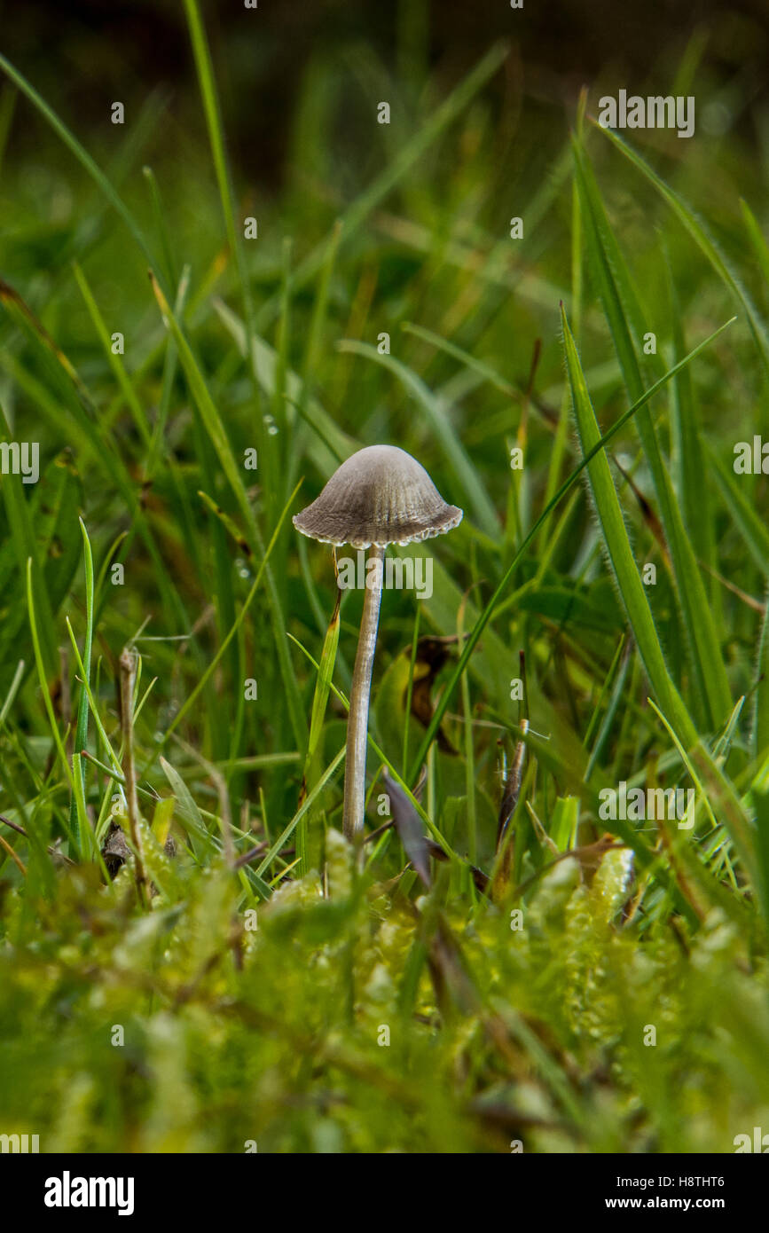 Common Bonnet - Mycena galericulata found in Whisby Nature Park, Lincolnshire, UK Stock Photo