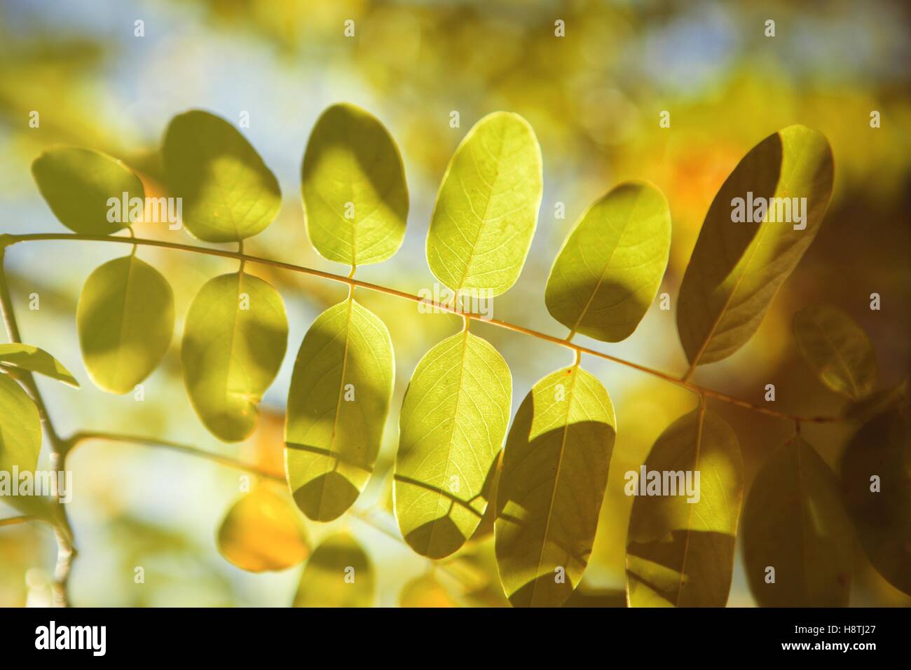 The tops of the trees golden autumn Stock Photo - Alamy