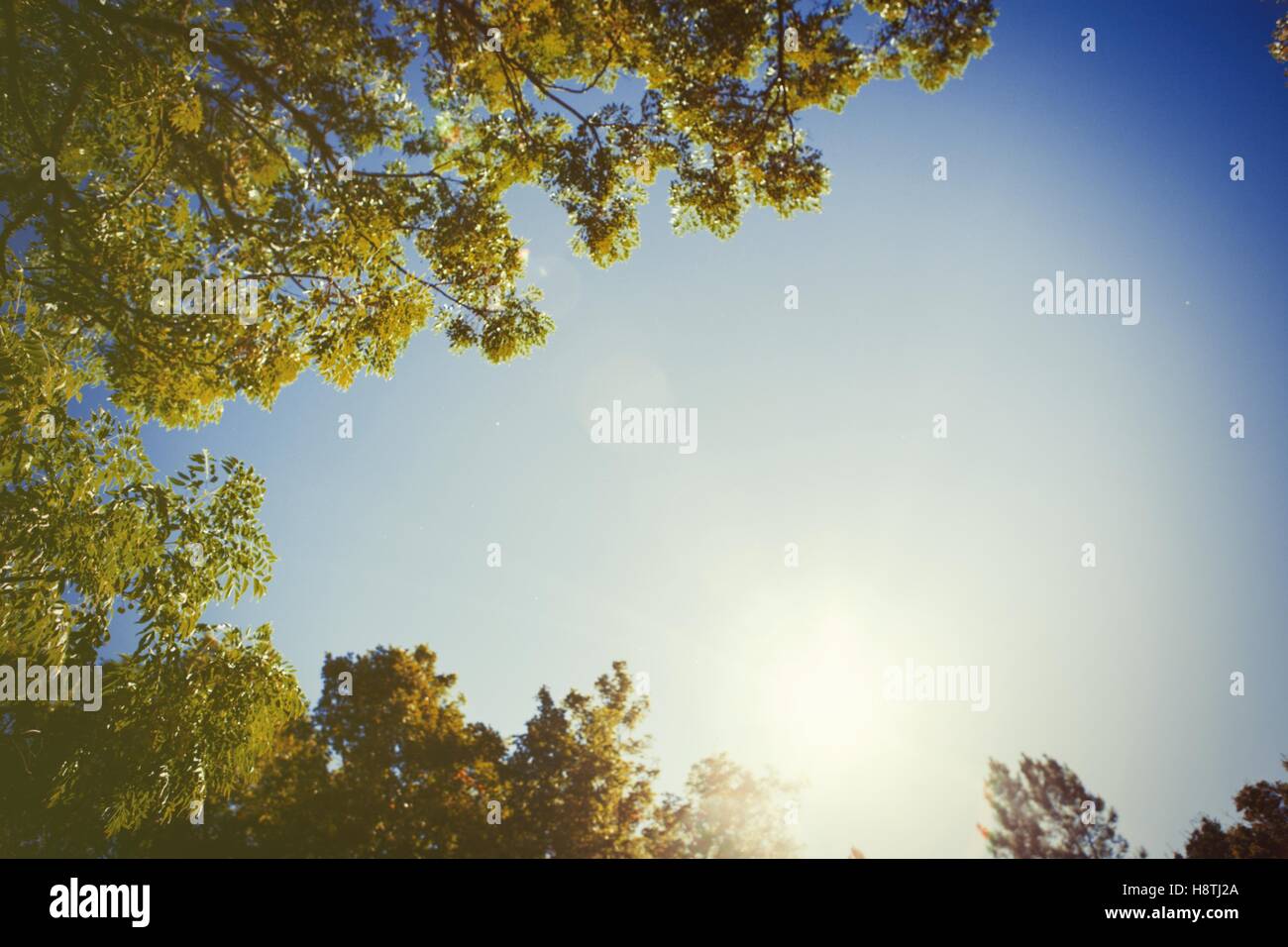 The tops of the trees golden autumn Stock Photo - Alamy