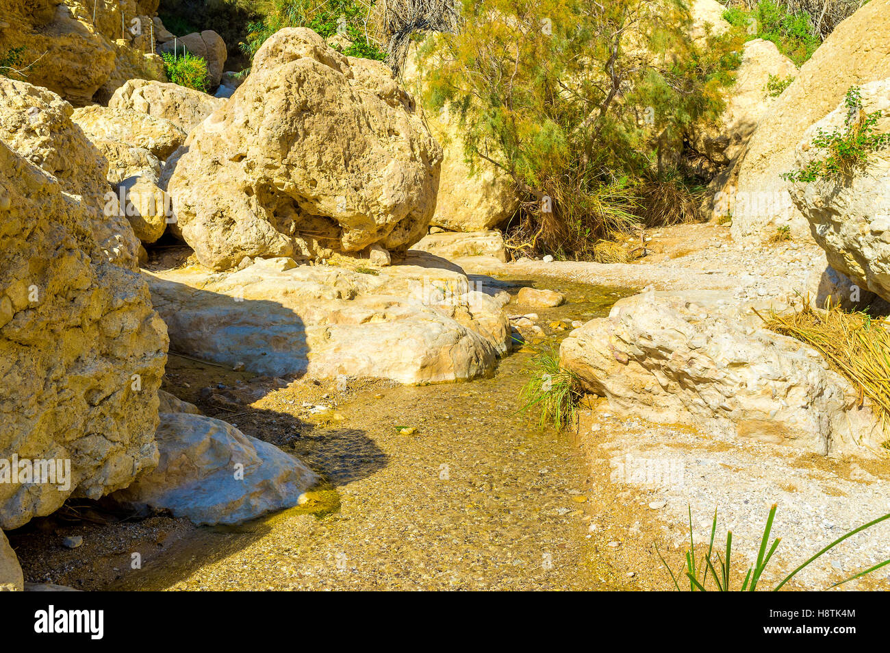 The narrow spring in Ein Gedi oasis, located in Judean desert, Israel. Stock Photo