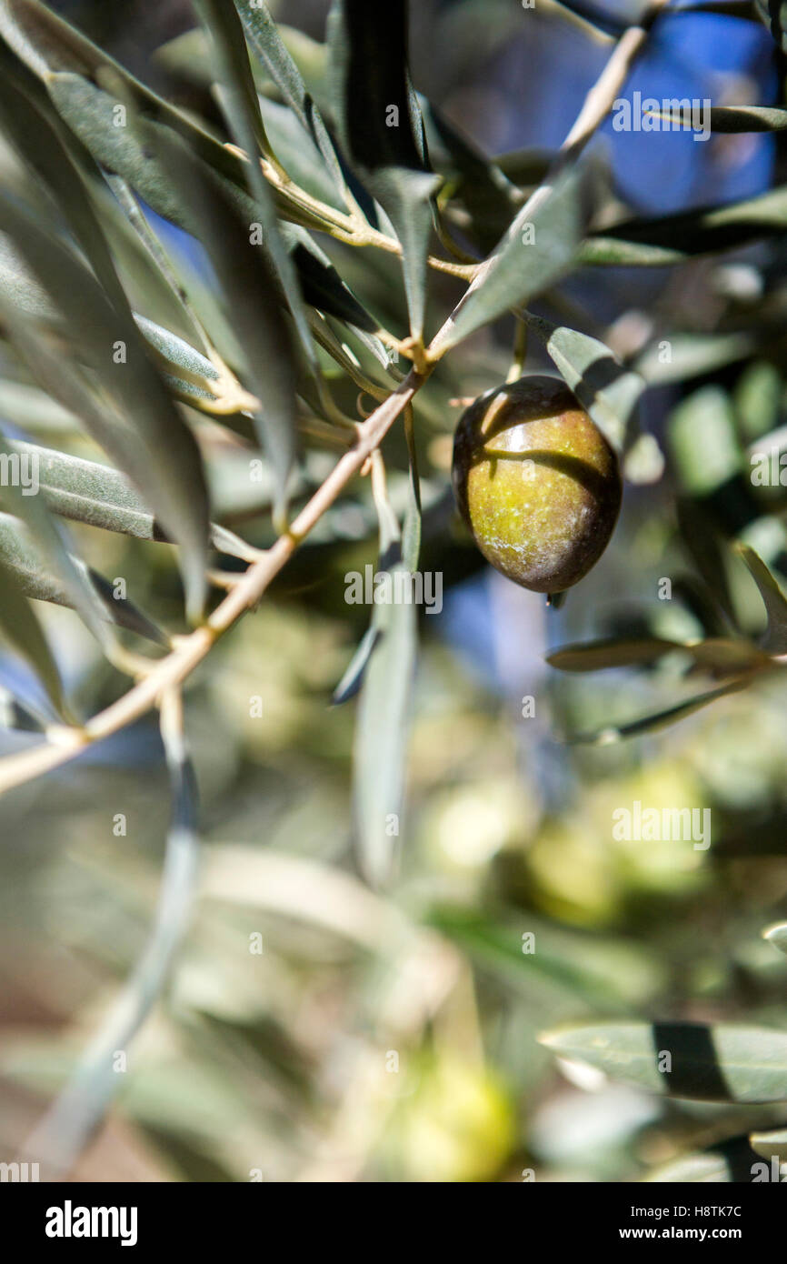 Olives on olive tree at sunset near Jaen, Spain Stock Photo