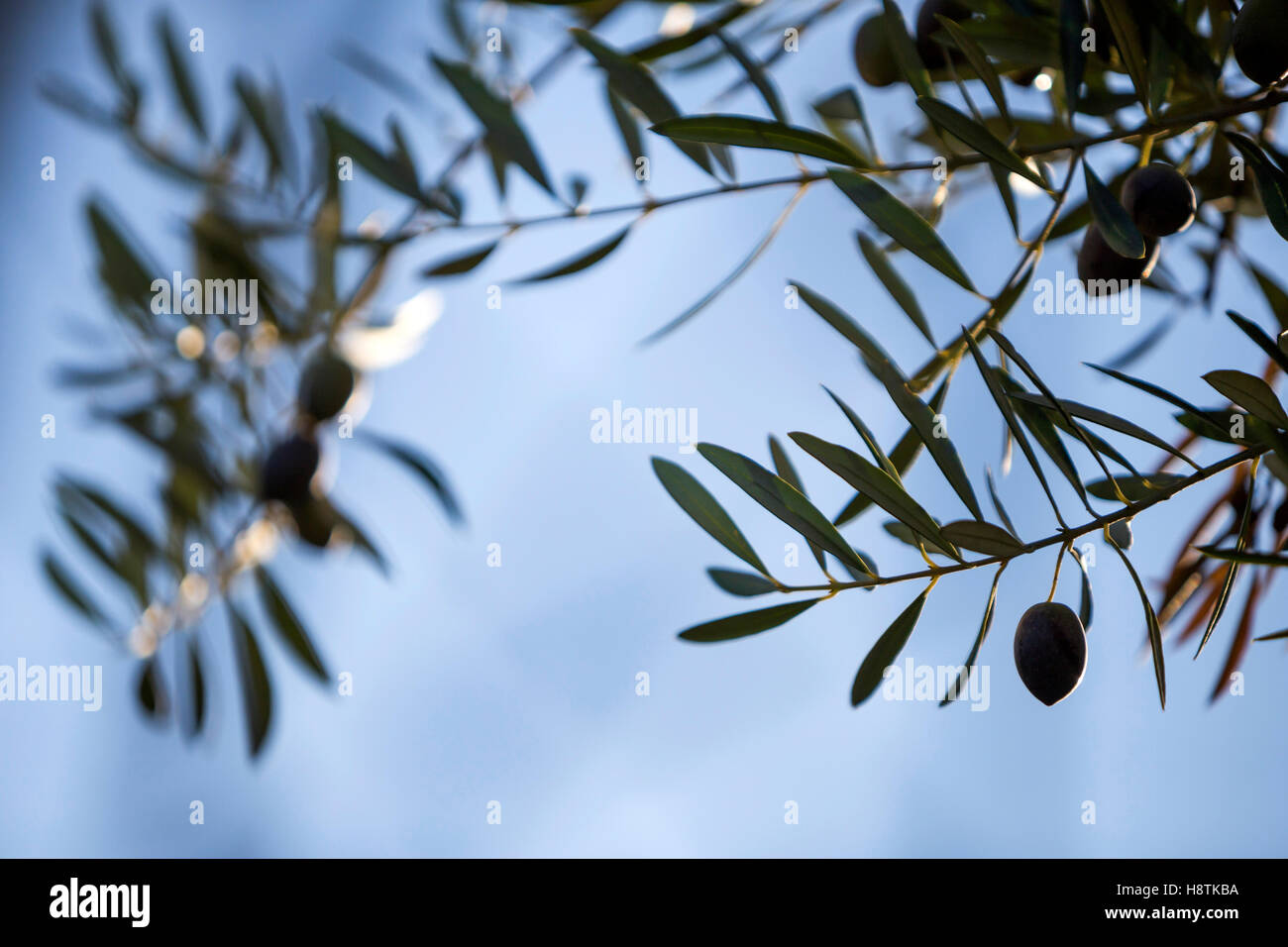 Olive leaves silhouetted against a sunset sky Stock Photo