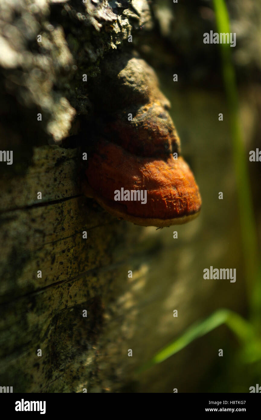 a large fungus growing on the side of a old tree Stock Photo - Alamy