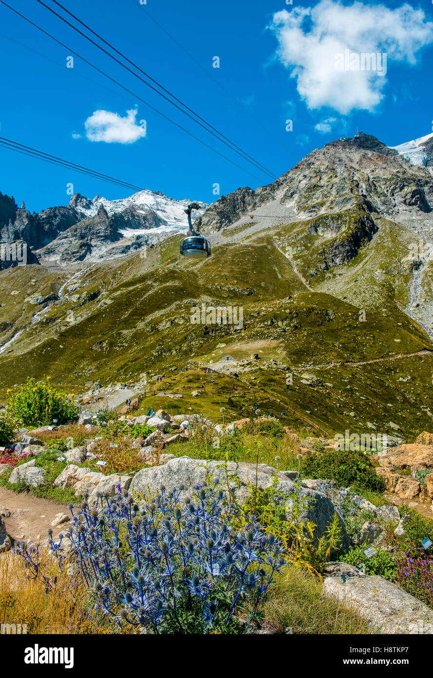 A glimpse of the 'Alpine Garden Saussurea' next to the Pavillon du Mont-Frety, the first  station of the new SkyWay Mont Blanc cableway. The highest botanical mountain garden in Europe. Stock Photo