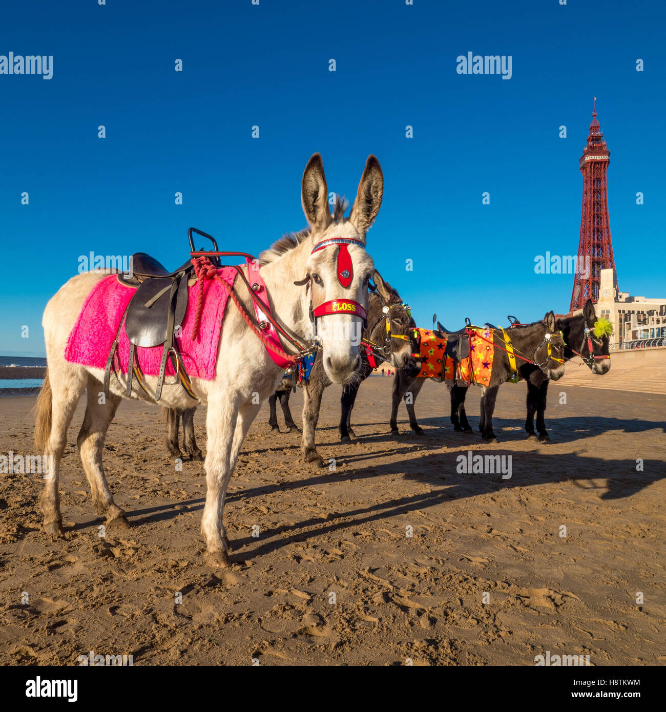 Donkeys on beach with Blackpool Tower in distance, Blackpool, Lancashire, UK. Stock Photo