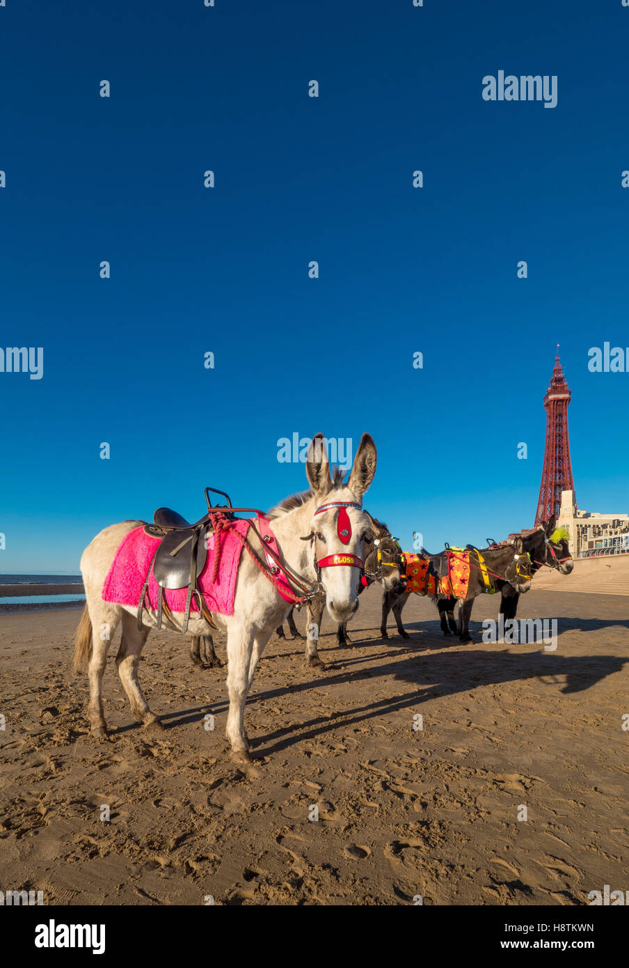 Donkeys on beach with Blackpool Tower in distance, Blackpool, Lancashire, UK. Stock Photo