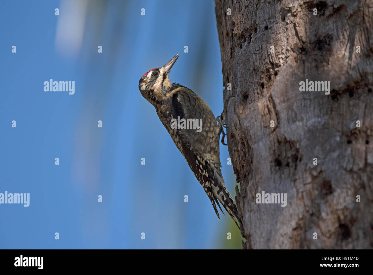 A Ladder Backed Woodpecker forages on a palm tree Florida USA Stock Photo
