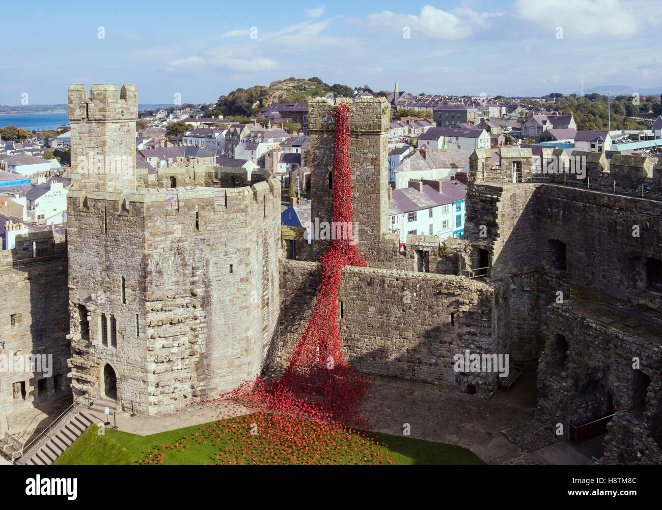 High view of Weeping Window art sculpture of ceramic red poppies in Caernarfon castle walls. Caernarfon Gwynedd North Wales UK Stock Photo