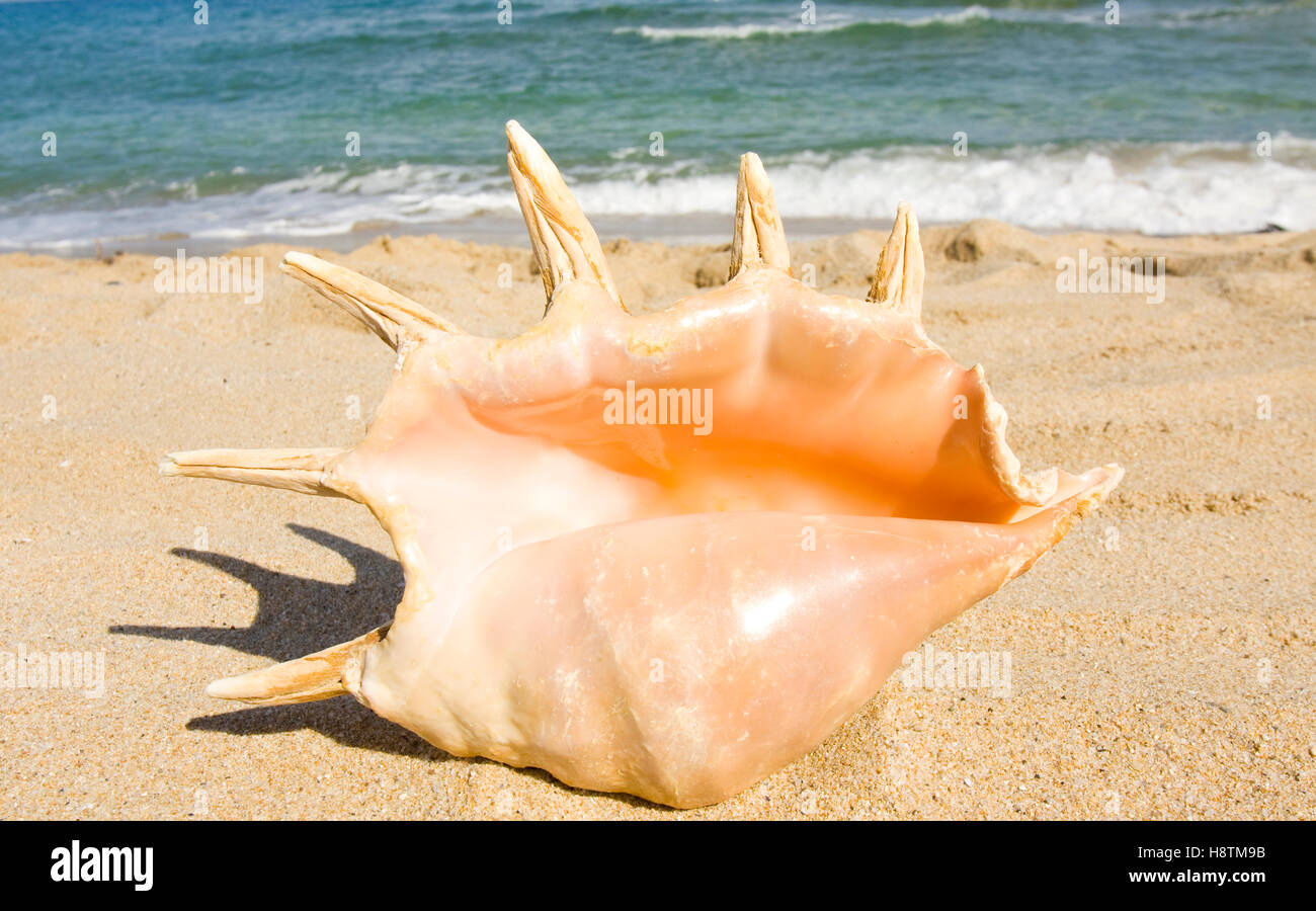 Big shell on beach Stock Photo