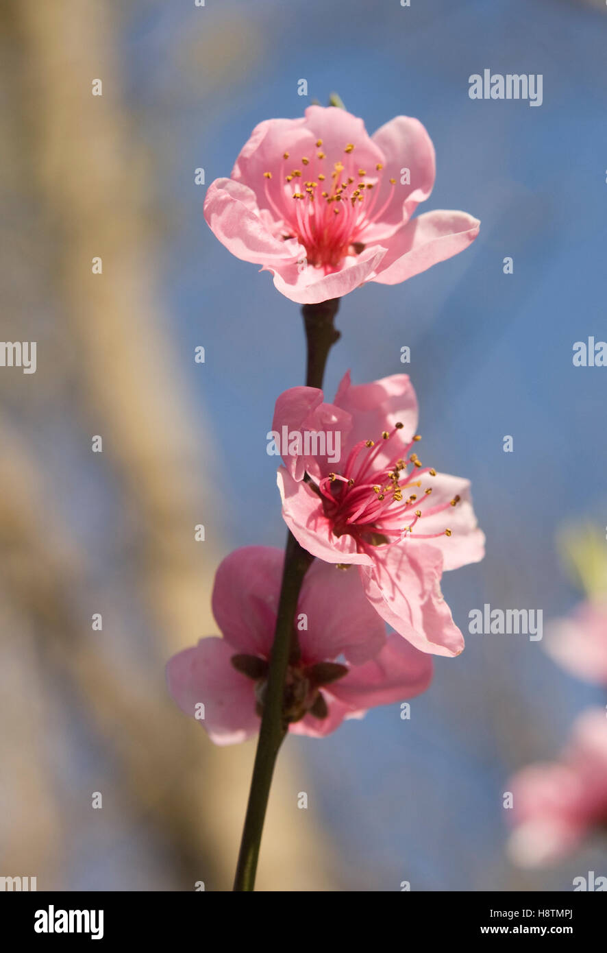 Peach tree flowers Stock Photo - Alamy