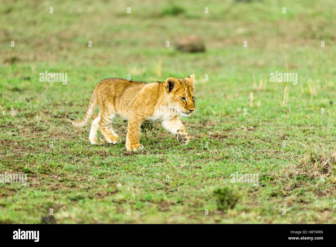 One year old lion cub hi-res stock photography and images - Alamy